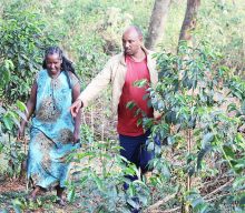 The forest that feeds itself