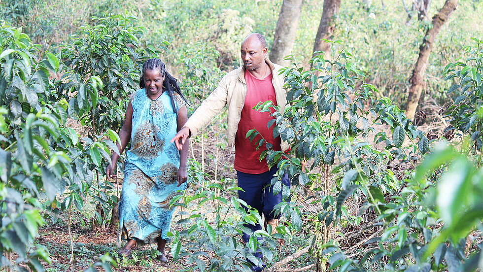 The forest that feeds itself